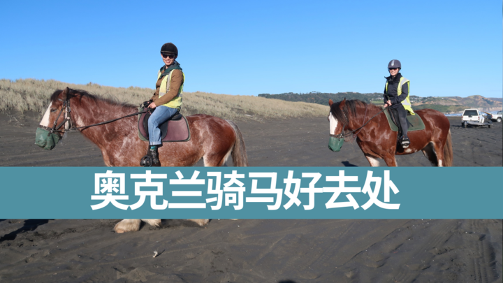 新西兰旅游视频-奥克兰骑马好去处 Muriwai Beach